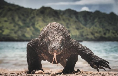 Komodo menjadi salah satu obyek wisata yang masuk ke Labuan Bajo (Foto: Daniel Kordan/Pesonaid_travel)