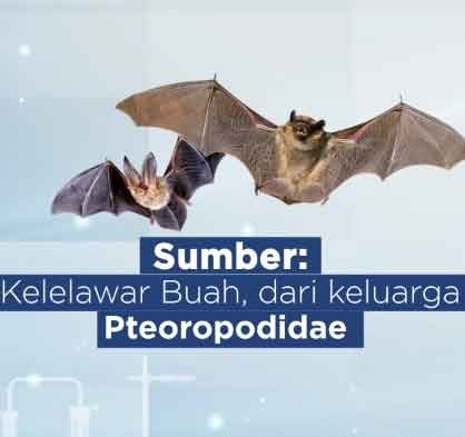Virus Nipah, Ancaman Baru Setelah Pandemi Covid-19