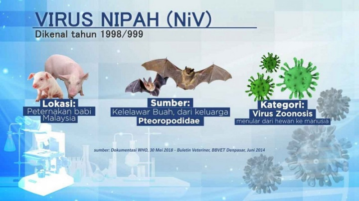 Kepri Waspadai Virus Nipah dari Malaysia