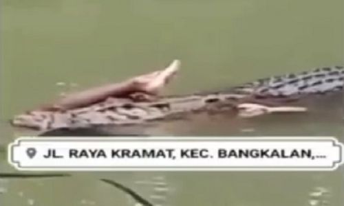 Viral Video Buaya Membawa Potongan Manusia di Bangkalan Bikin Heboh