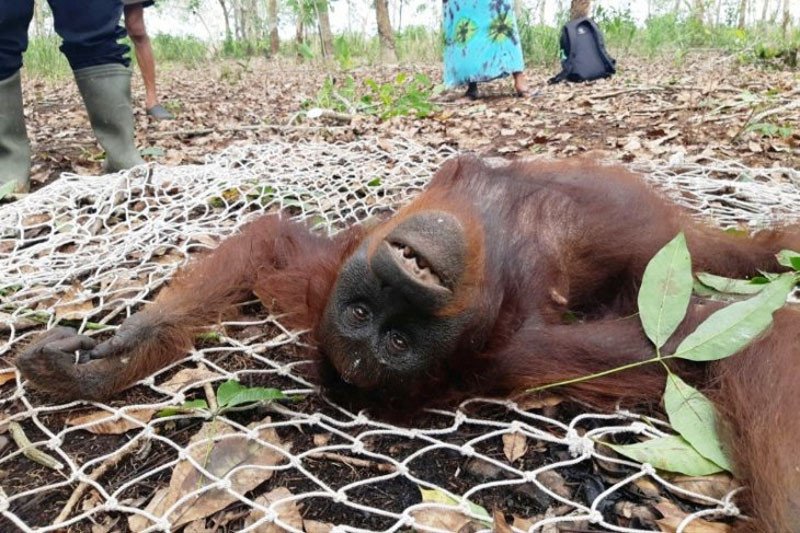 Seekor induk betina orang utan (Pongo pygmaeus) dalam kondisi dibius. (ANTARA/HO-BKSDA Pos Sampit)