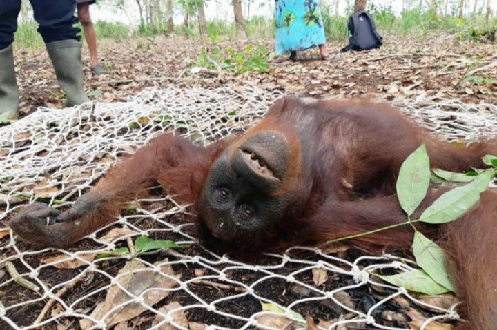 3 Orang Utan Diselamatkan di Kebun Karet Warga