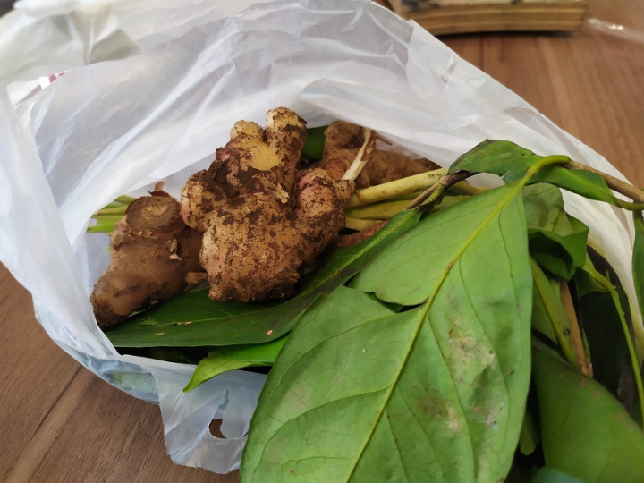 Pemprov Babel Kembangkan Budi Daya Jahe Merah