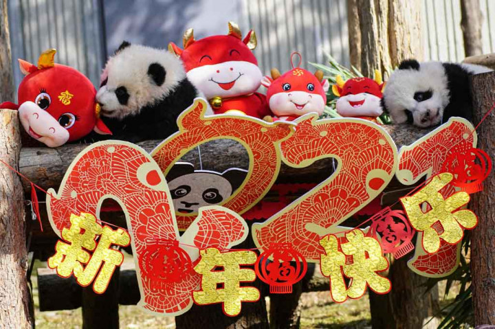 Lucunya Anak-anak Panda Saat  Pose untuk Foto Tahun Baru Imlek