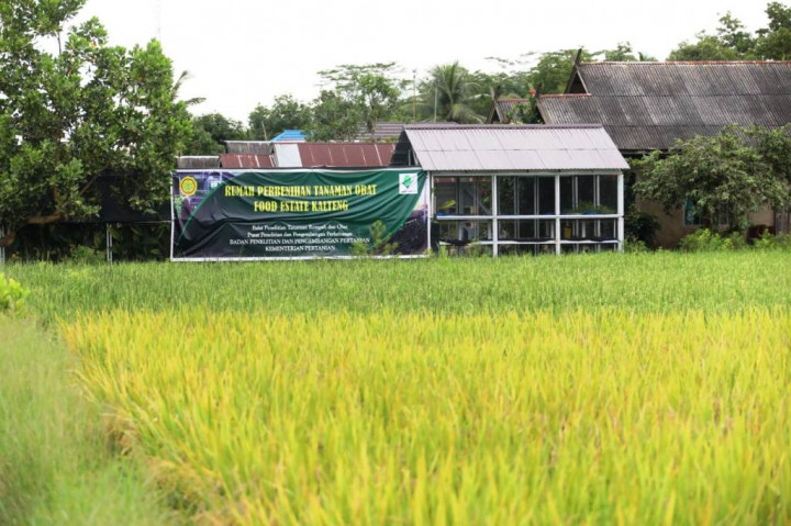 Petani Bantah Food Estate di Kalteng Gagal Panen