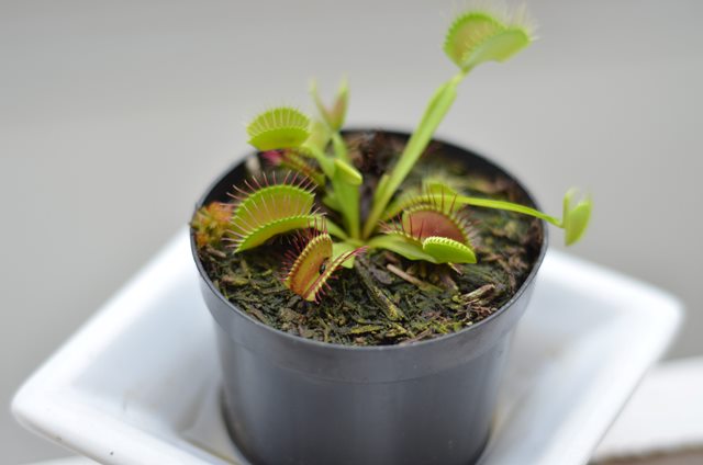 Begini cara merawat tanaman Venus Flytrap atau tanaman pemakan serangga. (Foto: Ilustrasi/Unsplash.com)