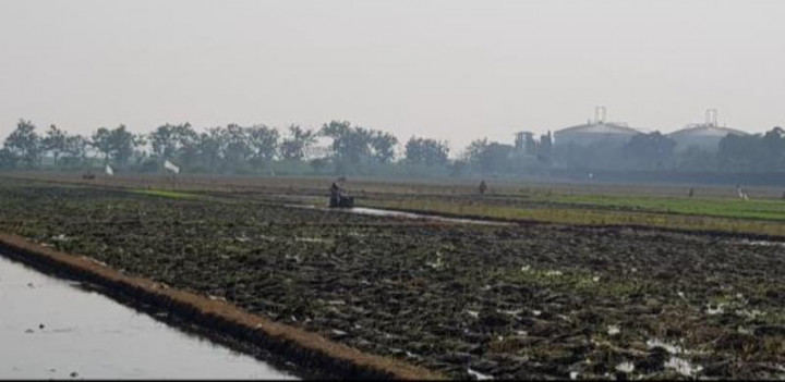 Hindari Kerugian Gagal Panen, Petani Seranggas Diimbau Asuransikan Lahan