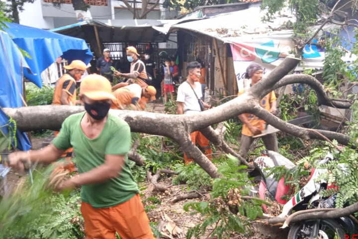 Pohon Tumbang di Cempaka Putih Timpa 2 Motor dan Pagar Rumah