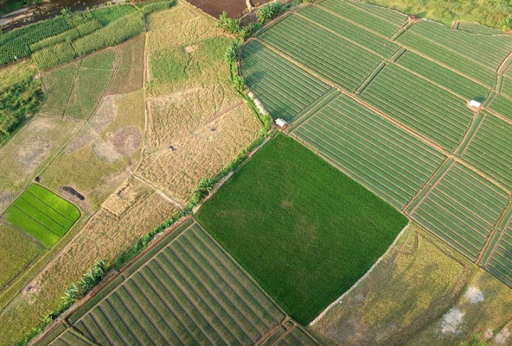 <i>Food Estate</i> Pulang Pisau Dinyatakan Siap Panen