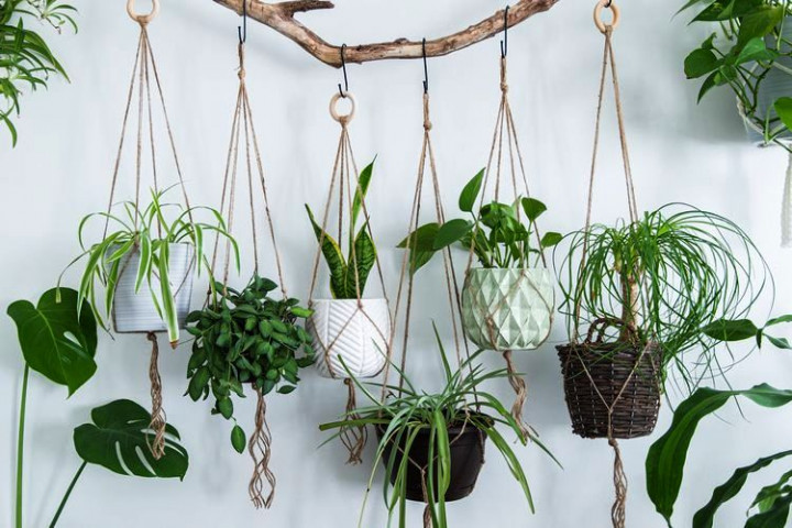 7 Tips Merawat Tanaman Gantung di Rumah