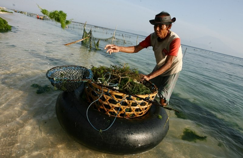 KKP Bakal Bangun Sentra Rumput Laut  di Indonesia Bagian  