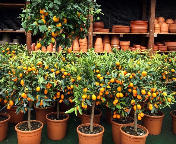 Ide Dekorasi Rumah untuk Tahun Baru Imlek yang Meriah