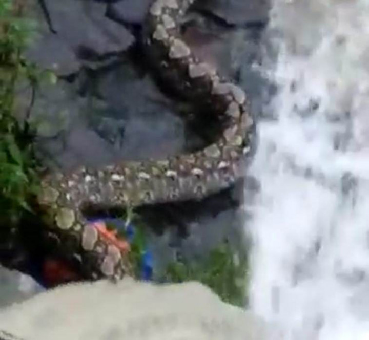 Petugas Gulkarmat Buru Ular Sanca Berukuran Besar di Petamburan