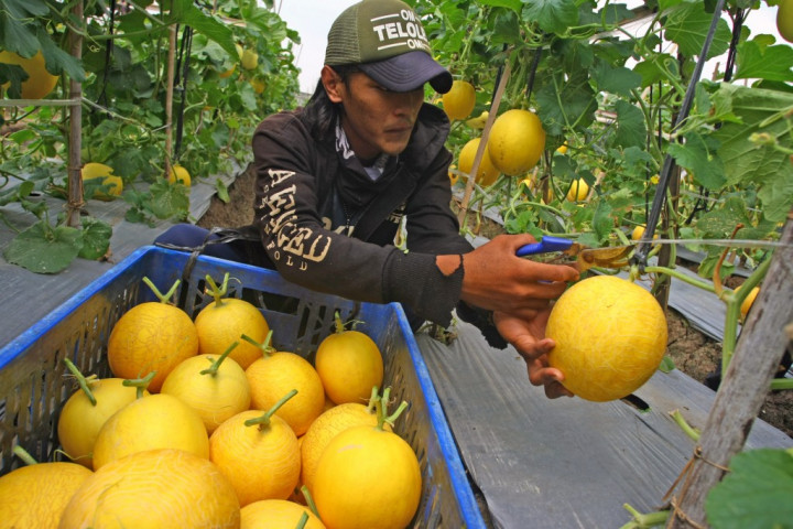 Pemerintah Kembangkan Kemitraan untuk Ekosistem Rantai Pasok Produk Hortikultura