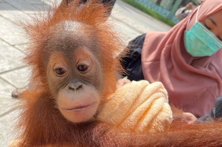 Perdagangan Orang Utan di Aceh Digagalkan