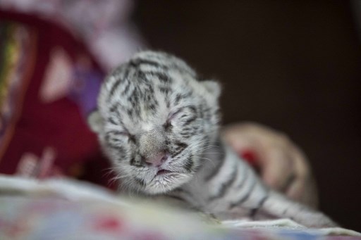 Diduga Terinfeksi Covid-19, Dua Anak Harimau Putih di Pakistan Mati
