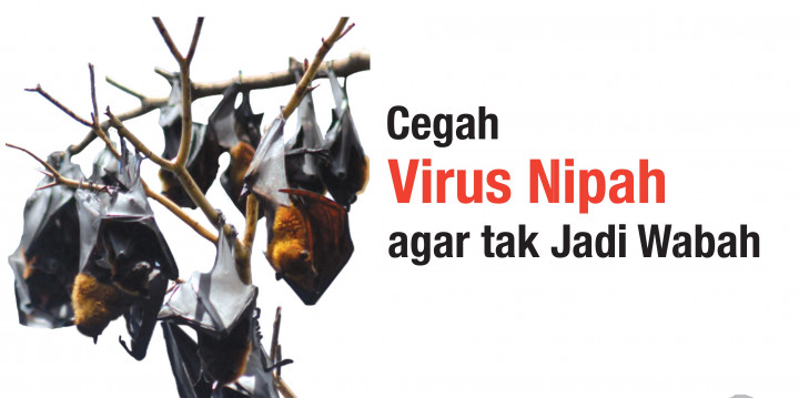 Cegah Virus Nipah Agar Tak Jadi Wabah