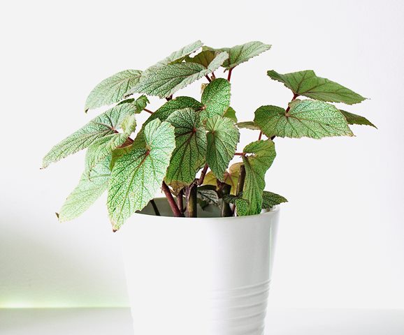 5 Tanaman Hias Baru Ini Bisa Cerahkan Rumah