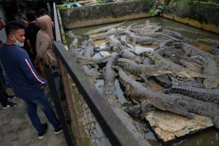 Seekor Buaya Yang Berkeliaran Di Kali Grogol Mati