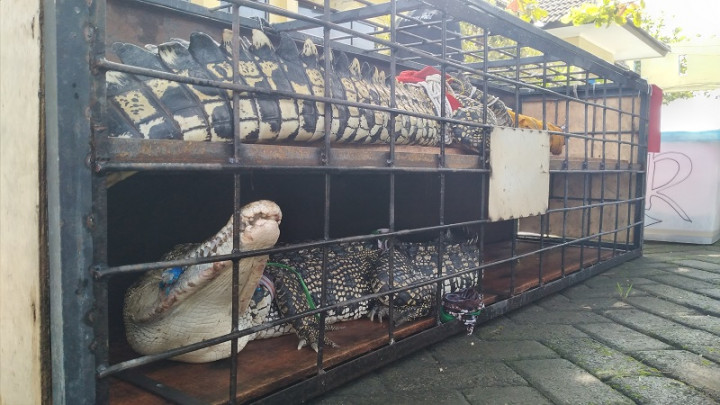 Pelihara Belasan Satwa Dilindungi, 6 Warga DIY Ditangkap