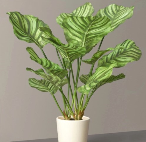 Yuk tanam Calathea orbifolia dikenal dengan nama Tanaman Doa. (Foto: Dok. Thesill.com)