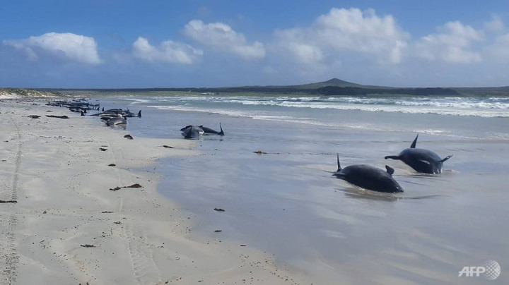 46 Paus Mati Terdampar di Perairan Bangkalan Madura