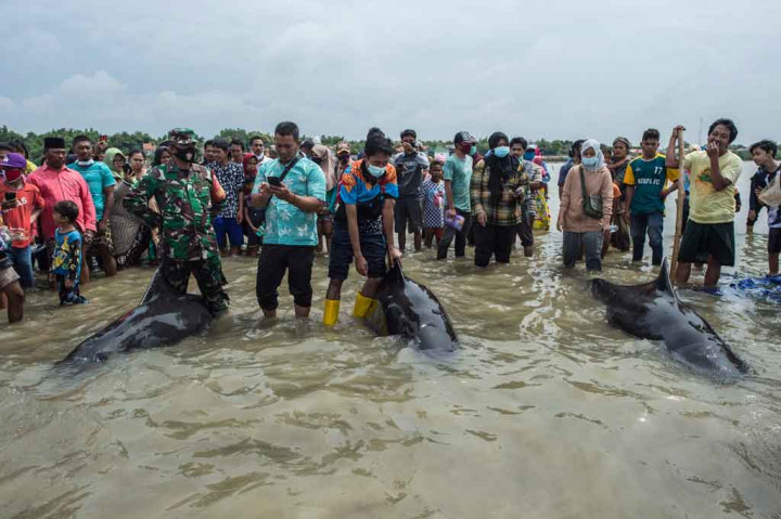 Heboh! Puluhan Paus Pilot Terdampar di Pantai Bangkalan