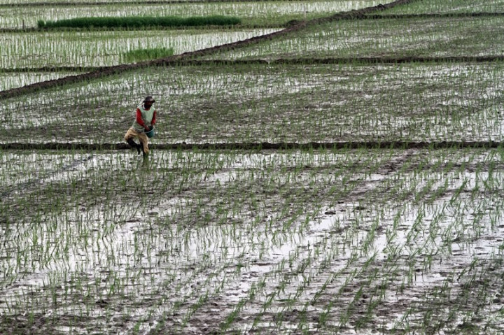 267 Hektare Sawah di Pekalongan Terdampak Banjir