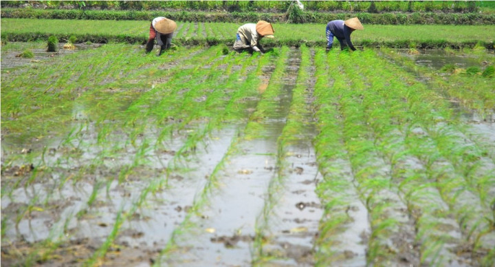 Dinas Pertanian Boyolali Dorong Petani Ikut Asuransi