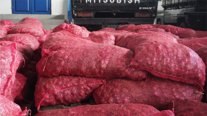 103 Karung Bawang Merah Ilegal Gagal Diselundupkan