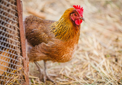 Rusia Melaporkan Kasus Flu Burung H5N8 Pertama pada Manusia