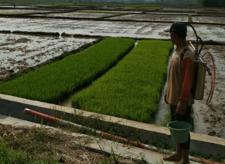 Potensi Banjir Masih Tinggi, Kementan Gencar Sosialisasikan AUTP