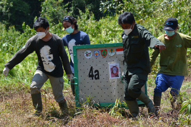 Balai Konservasi Sumber Daya Alam (BKSDA) Provinsi Kalimantan Tengah bersama Borneo Orangutan Survival (BOS) Nyaru Menteng melepasliarkan tujuh individu orangutan di Hutan Lindung Bukit Batikap, Kabupaten Murung Raya, Kalteng.