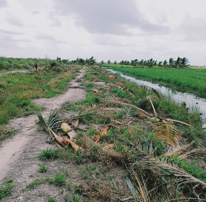 Kondisi area pertanian warga di Desa Mulya Agung, Kabupaten Muba, Sumsel usai dirusak kawanan gajah. Foto: Istimewa
