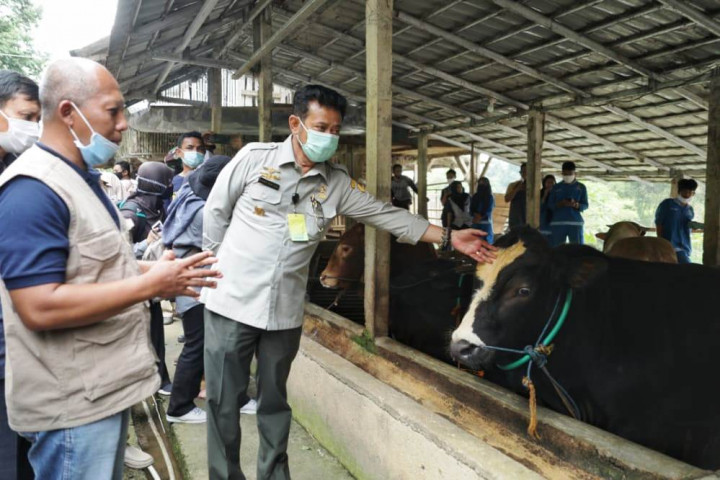 Makin Diminati, 1.020 Sapi di Pringsewu Terdaftar AUTS/K