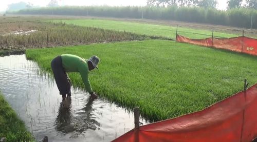 Petani Kampung Miliarder Tuban Mulai Khawatir Kehilangan Mata Pencaharian