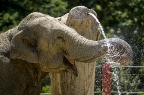 Staf Kebun Binatang Spanyol Tewas usai Dihantam Belalai Gajah