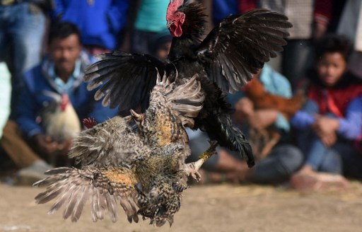 Ajang adu ayam di India. Foto: AFP.