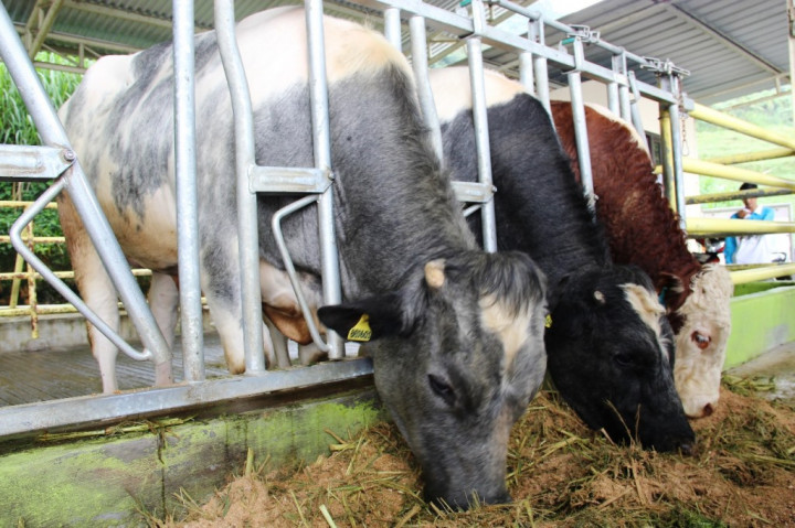 Tekan Risiko Kerugian, Peternak di Pekanbaru Asuransikan Ternak