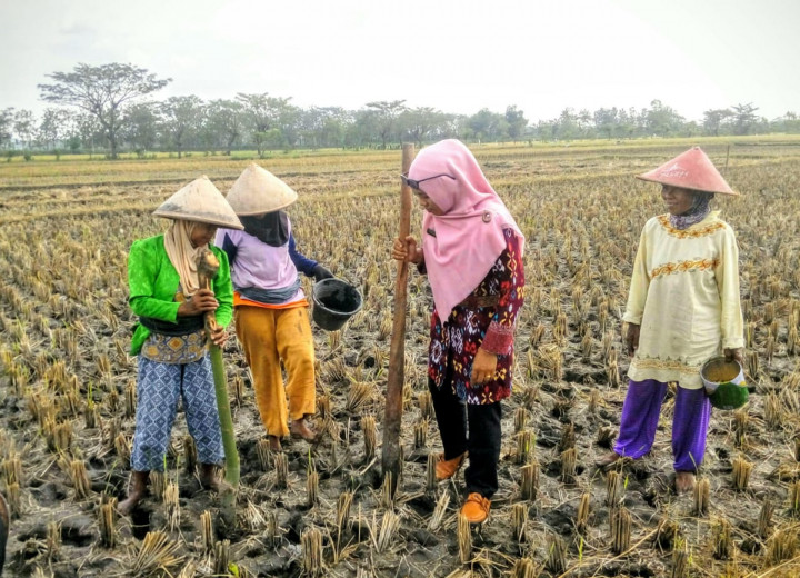 Curah Hujan Tinggi, Harga Gabah di Petani dan Penggilingan Turun