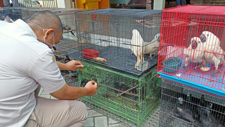 Peredaran 633 Satwa Dilindungi Asal Makassar Digagalkan