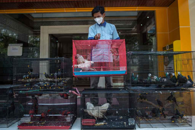 Kementerian Pertanian melalui Karantina Pertanian Surabaya berhasil menggagalkan penyelundupan 633 burung dan kura-kura asal Makassar tanpa dilengkapi dengan dokumen kesehatan dari daerah asal.