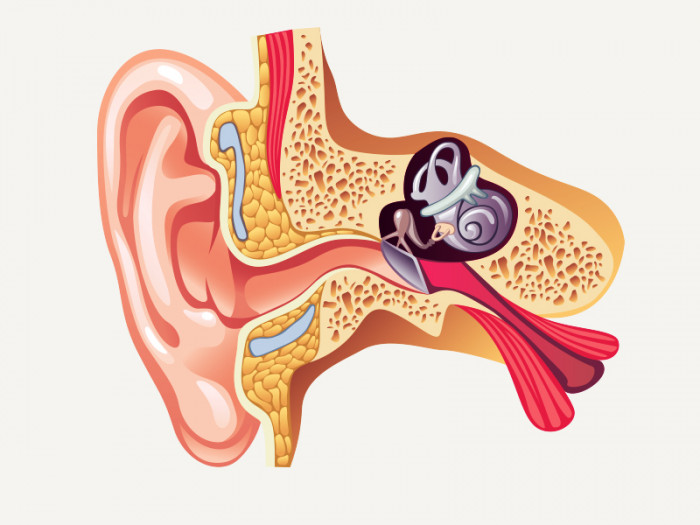 Intip Tips Cara Merawat Organ Telinga