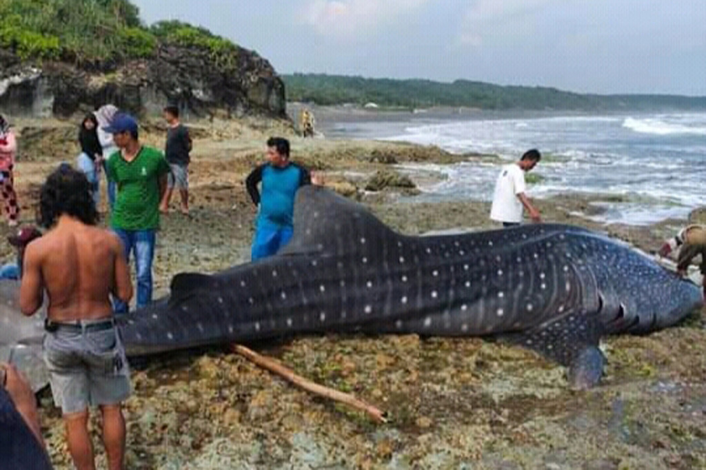 Penampakan Hiu Paus Tutul yang Terdampar di Pantai Cimanuk Tasikmalaya