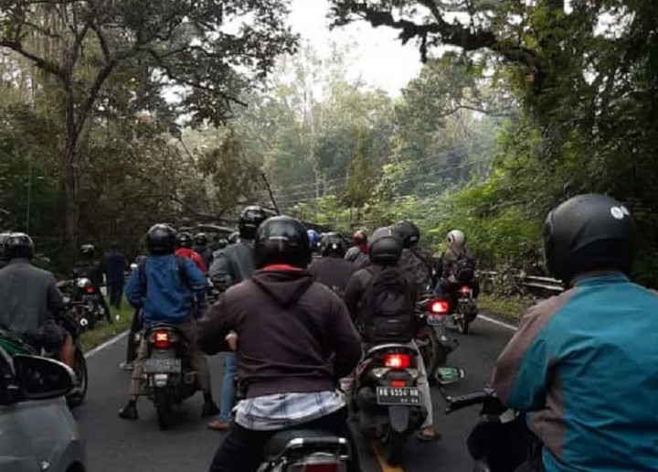 Pohon Setinggi 25 Meter Tumbang, Tutup Jalur Utama Yogyakarta-Gunungkidul