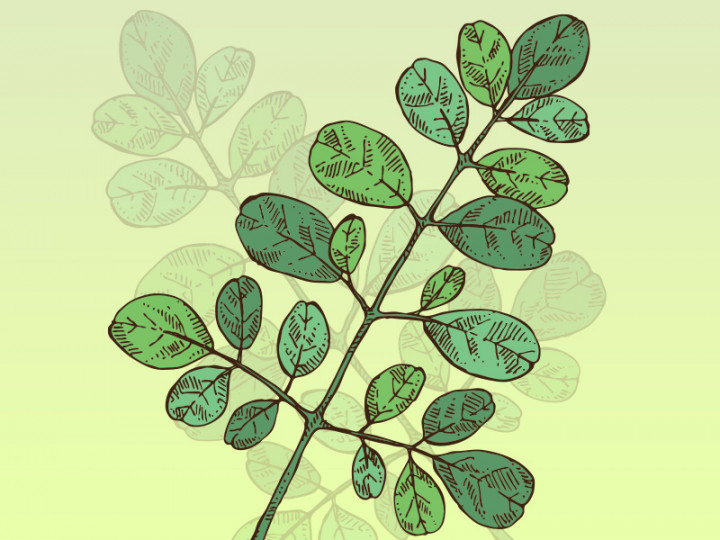 4 Manfaat Daun Kelor untuk Kesehatan