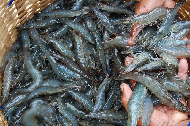 Udang Beku Cilacap 'Invasi' Negeri Sakura