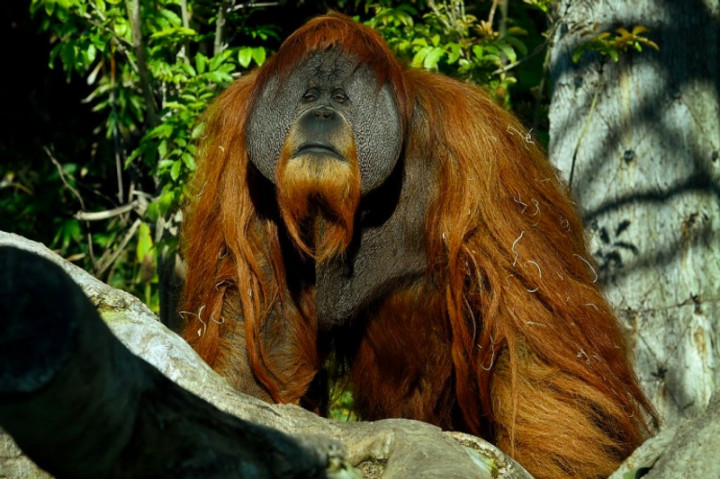 Orangutan di Kebun Binatang AS Disuntik Vaksin Covid-19