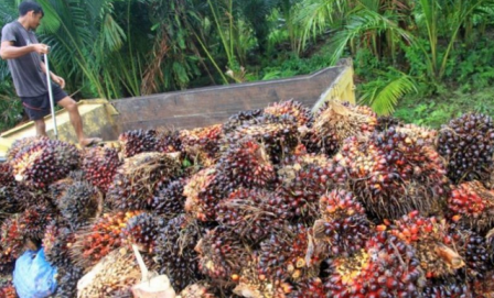 Harga CPO Jambi Naik Signifikan di Akhir Pekan