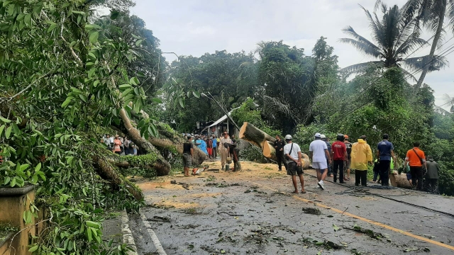 4 Orang Tewas Tertimpa Pohon Tumbang di Pemalang